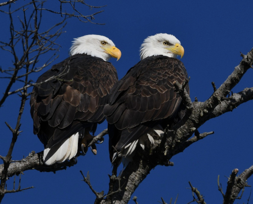 Two Bald Eagles